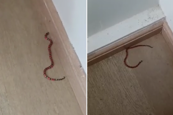 Família encontra ninho com cobras corais dentro de sofá 4 1 49