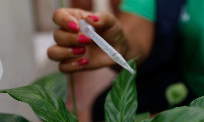 Com 300 casos por 100 mil habitantes, SP entra em epidemia de dengue 1 1 50