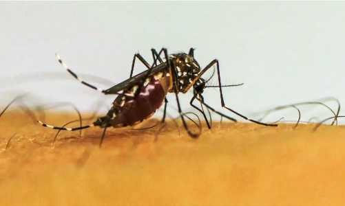 Com 300 casos por 100 mil habitantes, SP entra em epidemia de dengue 4 2 24