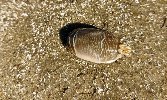 Pesquisadores investigam 'sumiço' dos tatuís na costa brasileira 30 01 4