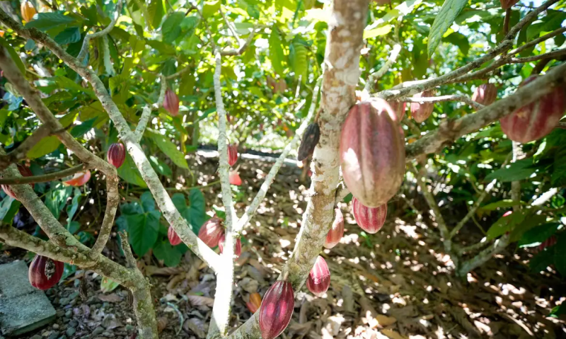 Fundo vai financiar pequenos agricultores de cacau na Bahia e no Pará 1 1 64