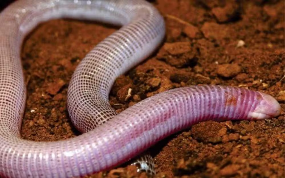 Bahia ganha nova espécie de "cobra-de-duas-cabeças": a anfisbena ametista 1 2 25