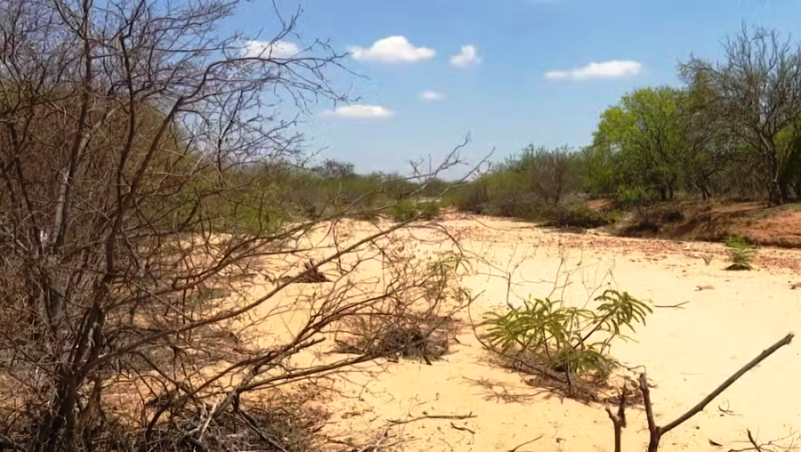 Sessenta e cinco municípios estão em situação de emergência por causa da estiagem na Bahia; veja lista 1 2 4