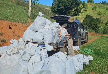 Mega apreensão de maconha em Itamaraju: Mais de 500 kg retirados de circulação. 5 001 9