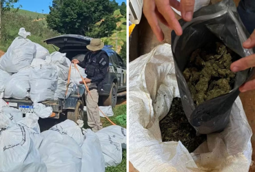Mega apreensão de maconha em Itamaraju: Mais de 500 kg retirados de circulação. 24 002 10