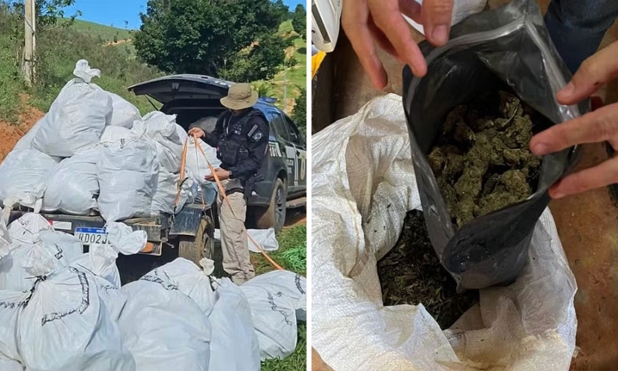 Mega apreensão de maconha em Itamaraju: Mais de 500 kg retirados de circulação. 1 002 10