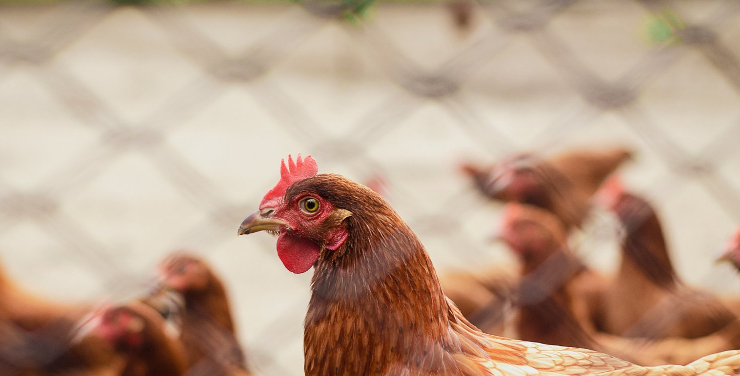 A suspensão da importação de carne de frango deve ter impacto no preço mundial. 32 01 5