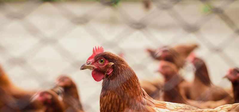 A suspensão da importação de carne de frango deve ter impacto no preço mundial. 1 01 5