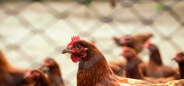 A suspensão da importação de carne de frango deve ter impacto no preço mundial. 4 01 6