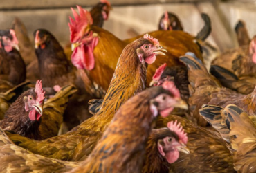 Quatro países anunciam redução de restrição da importação de frangos do Brasil 30 Policia Federal 13