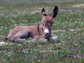 O Jumento Nordestino em Perigo: Uma Luta Urgente Contra o Abate 18 01 15