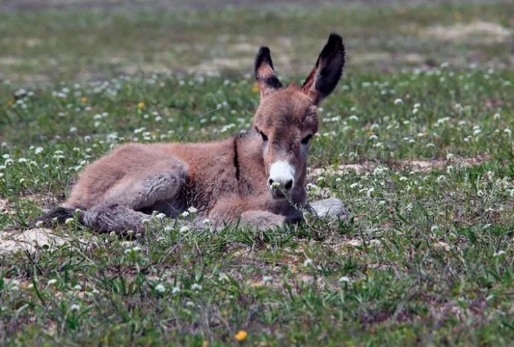 O Jumento Nordestino em Perigo: Uma Luta Urgente Contra o Abate 18 01 15