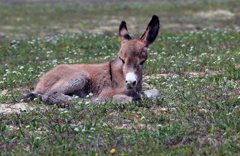 O Jumento Nordestino em Perigo: Uma Luta Urgente Contra o Abate 1 01 15