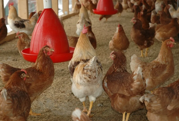 Gripe aviária: estado da Bahia amplia prazo da emergência zoossanitária 15 1 47