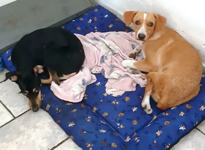 Dia do Vira-Lata: momento de celebrar a força, o amor e a lealdade dos sem raça definida 5 1 77