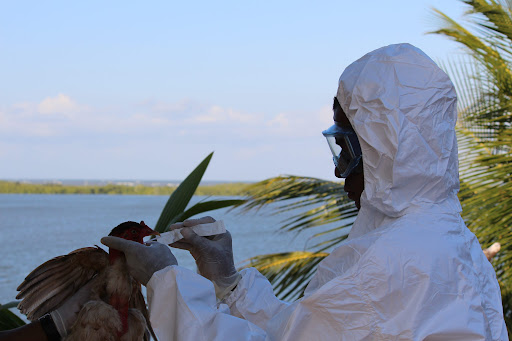Gripe aviária: estado da Bahia amplia prazo da emergência zoossanitária 4 3 12