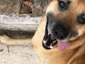 Dia do Vira-Lata: momento de celebrar a força, o amor e a lealdade dos sem raça definida 28 3 18