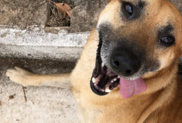 Dia do Vira-Lata: momento de celebrar a força, o amor e a lealdade dos sem raça definida 12 3 18