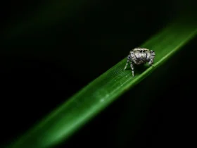 Descubra quais insetos o Engeo Pleno pode eliminar de forma eficiente e segura 21 inseticida