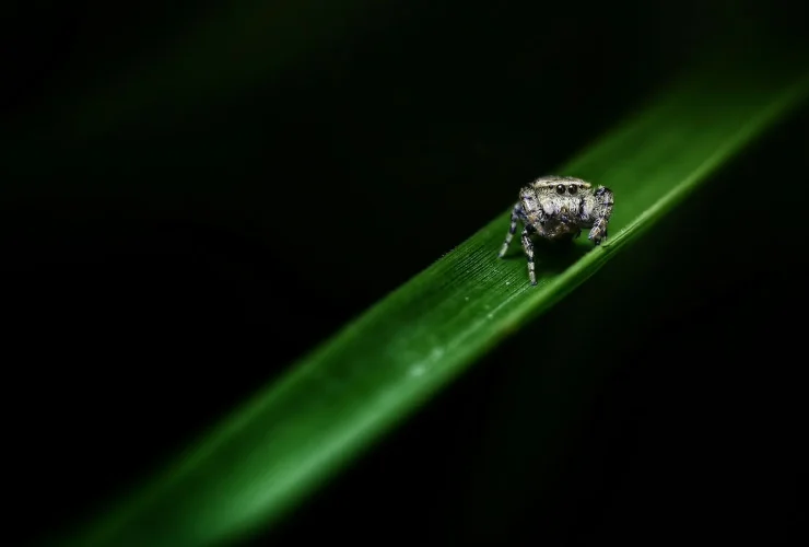 Descubra quais insetos o Engeo Pleno pode eliminar de forma eficiente e segura 27 inseticida