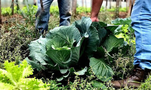 Agricultura familiar receberá R$ 60 milhões para produção de bioinsumo 2 003 1