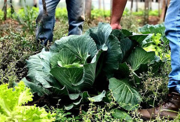 Agricultura familiar receberá R$ 60 milhões para produção de bioinsumo 6 003