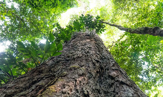 Mudança climática: gigantes da Amazônia podem ajudar cientistas 4 01