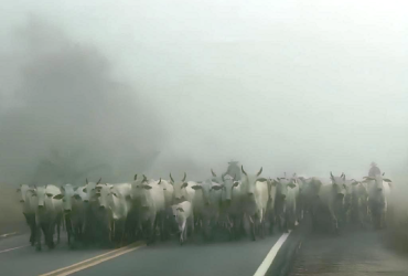 Boiada na BR-101: Animais invadem rodovia e criam risco para motoristas em Itapebi (BA) 9 1 50