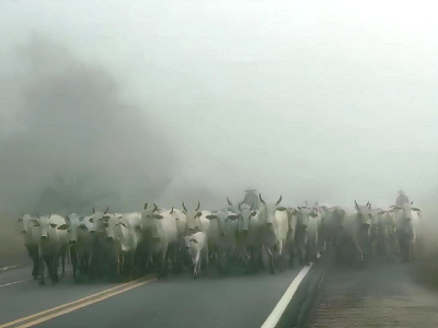 Boiada na BR-101: Animais invadem rodovia e criam risco para motoristas em Itapebi (BA) 4 1 51