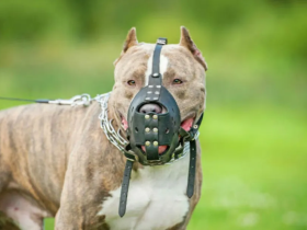 Uso de focinheira para Pit Bulls: Lei em cidade da Bahia pode tornar acessório obrigatório. 3 1 41