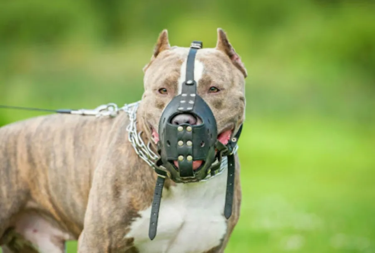 Uso de focinheira para Pit Bulls: Lei em cidade da Bahia pode tornar acessório obrigatório. 29 1 41