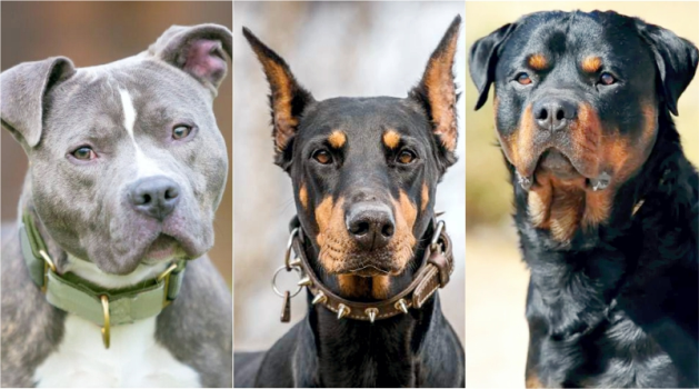 Uso de focinheira para Pit Bulls: Lei em cidade da Bahia pode tornar acessório obrigatório. 4 2 24