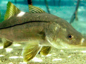 Tesouro do Jequitinhonha: Robalo supera salmão no exterior e revela potencial econômico para Itapebi 3 1 22