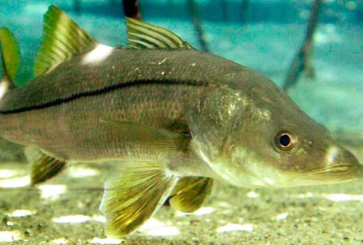 Tesouro do Jequitinhonha: Robalo supera salmão no exterior e revela potencial econômico para Itapebi 9 1 22