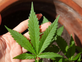 Anvisa discute nesta quarta regras para produção de cannabis no Brasil 3 1 56