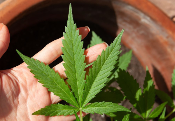 Anvisa discute nesta quarta regras para produção de cannabis no Brasil 1 1 56