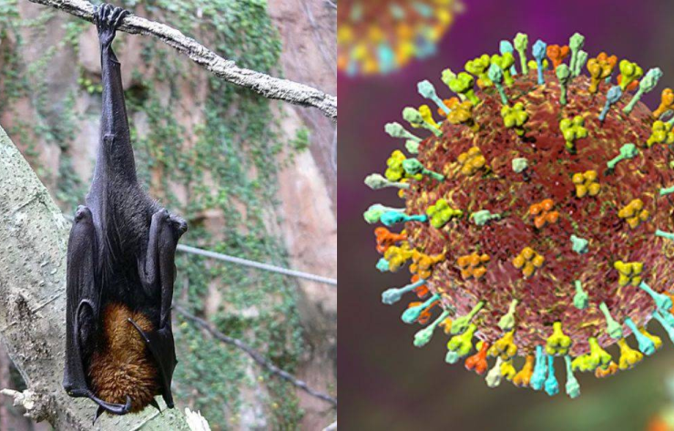 Alerta Global: Novo surto de vírus Nipah na Índia mobiliza controles sanitários em aeroportos da Ásia. 15 2 21