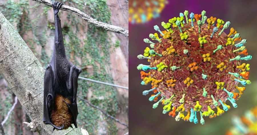 Alerta Global: Novo surto de vírus Nipah na Índia mobiliza controles sanitários em aeroportos da Ásia. 1 2 21