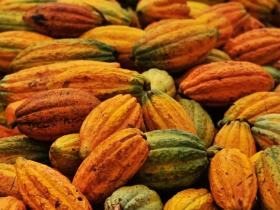 SOS Cacau: Produtores fecham a BR-101 contra importação africana e queda nos preços 3 34