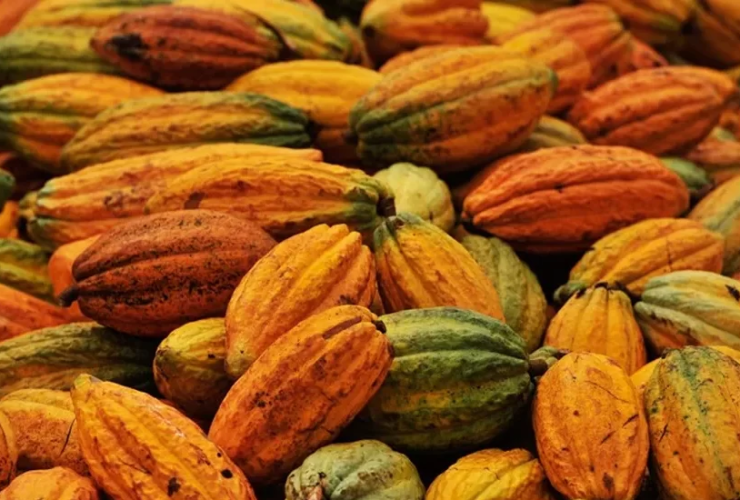 SOS Cacau: Produtores fecham a BR-101 contra importação africana e queda nos preços 21 34