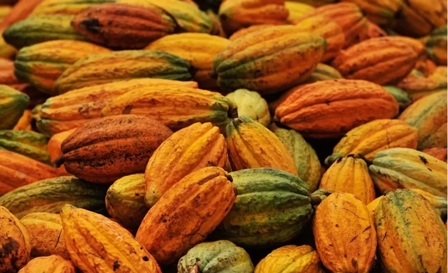 SOS Cacau: Produtores fecham a BR-101 contra importação africana e queda nos preços 1 34