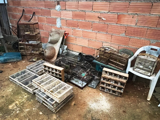 Ação conjunta resgata centenas de aves silvestres no Extremo Sul baiano 4 1 16