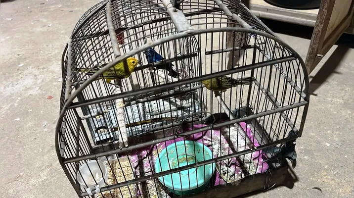 Ação conjunta resgata centenas de aves silvestres no Extremo Sul baiano 5 2 10